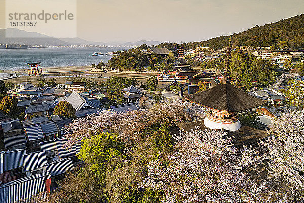 Kirschblüte  Insel Miyajima  Präfektur Hiroshima  Honshu  Japan  Asien