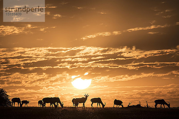 Topis bei Sonnenaufgang  Maasai Mara  Kenia  Ostafrika  Afrika
