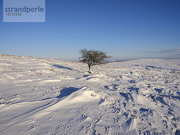 Weißdorn im Schnee  Haytor  Bovey Tracey  Devon  England  Vereinigtes Königreich  Europa