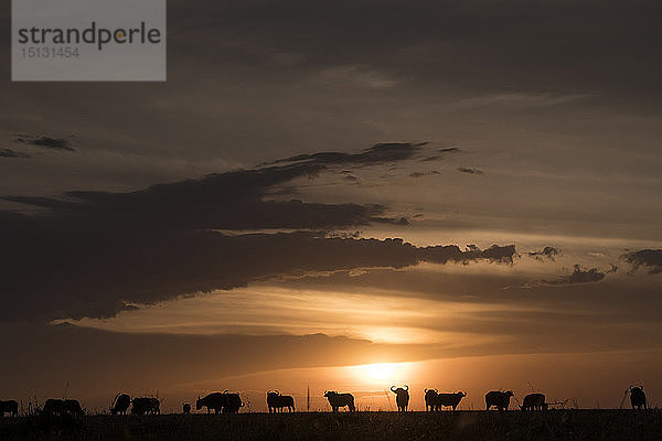 Kapbüffel bei Sonnenuntergang in der Maasai Mara  Kenia  Ostafrika  Afrika