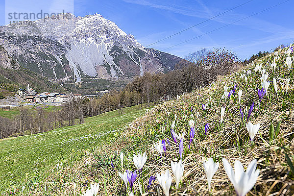 Blüte des Krokus nivea mit Dorf im Hintergrund  Premadio  Valdidentro  Valtellina  Provinz Sondrio  Lombardei  Italien  Europa