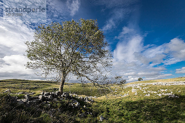 Baum und Kalksteinpflaster oberhalb von Malham  Yorkshire Dales  Yorkshire  England  Vereinigtes Königreich  Europa