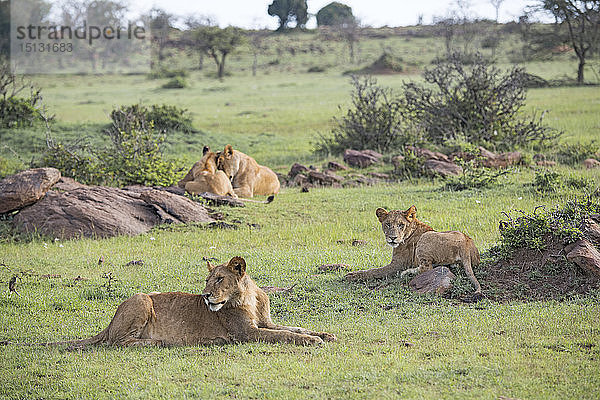 Löwenrudel beim Entspannen in der Maasai Mara  Kenia  Ostafrika  Afrika