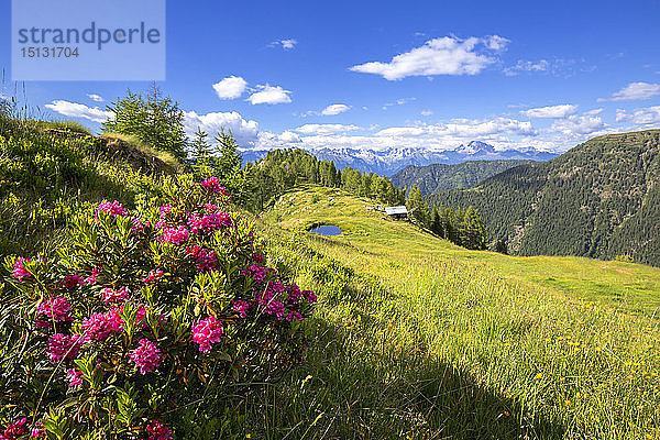 Blühende Rhododendren mit einer Hütte und einem Teich im Hintergrund  Valgerola  Orobie Alpen  Valtellina  Lombardei  Italien  Europa