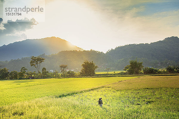 Ein Bauer mit kegelförmigem Hut in einem Reisfeld im Hochland  Tana Toraja  Sulawesi  Indonesien  Südostasien  Asien