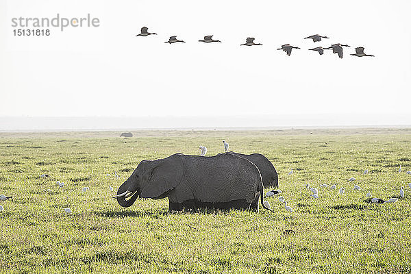 Elefanten schlendern durch einen Sumpf im Amboseli-Nationalpark  Kenia  Ostafrika  Afrika