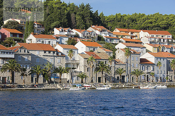Blick über den Hafen auf die palmengesäumte Uferpromenade  Stadt Korcula  Korcula  Dubrovnik-Neretva  Dalmatien  Kroatien  Europa