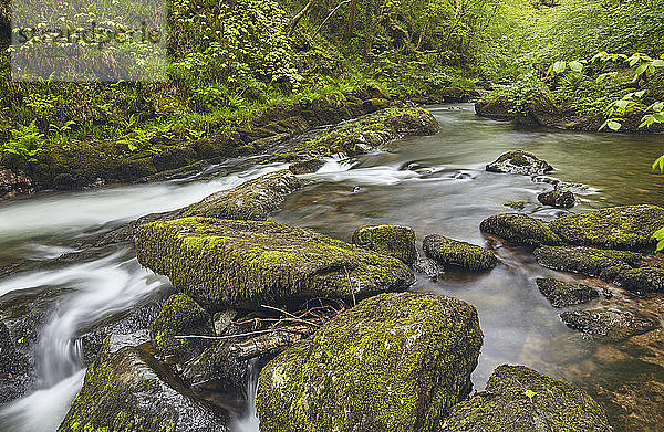 Der Fluss East Lyn fließt durch ein altes Waldgebiet bei Watersmeet in der Nähe von Lynmouth im Exmoor-Nationalpark  Devon  England  Vereinigtes Königreich  Europa