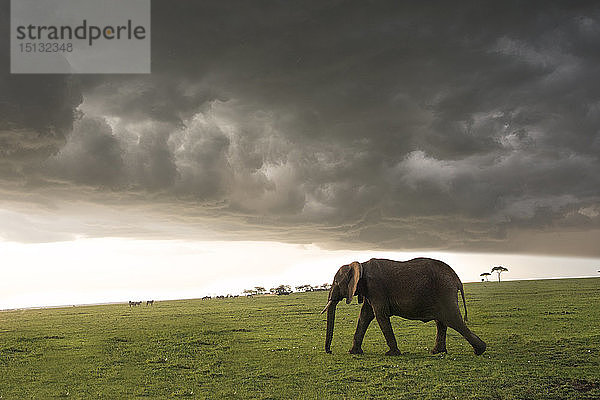 Elefant in einem Gewitter in der Maasai Mara  Kenia  Ostafrika  Afrika