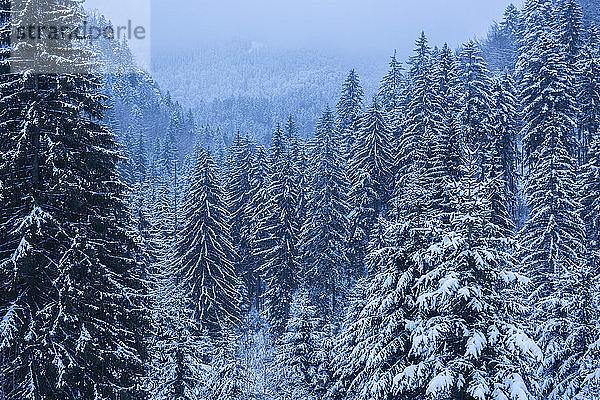 Winterlandschaft in den Karpaten bei Brasov  Kreis Brasov  Rumänien  Europa