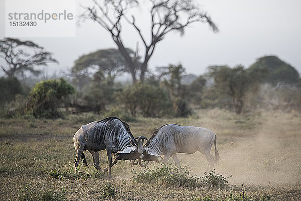 Gnus  die sich die Hörner abstoßen  im Amboseli-Nationalpark  Kenia  Ostafrika  Afrika