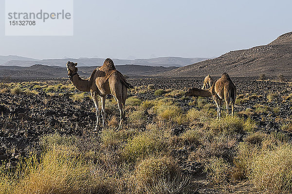 Kamele in Assekrem  Tamanrasset  Hoggar-Gebirge  Algerien  Nordafrika  Afrika