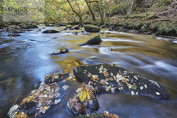 Eine Herbstansicht mit Herbstfarben von alten Wäldern entlang des Flusses Teign in der Nähe von Fingle Bridge  Dartmoor National Park  Devon  England  Vereinigtes Königreich  Europa