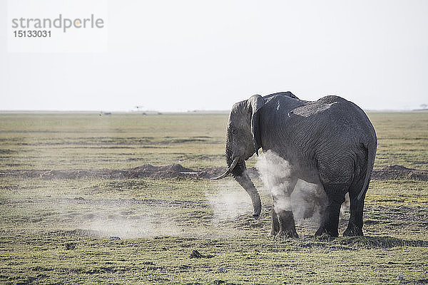 Elefant besprüht sich selbst mit Staub im Amboseli-Nationalpark  Kenia  Ostafrika  Afrika