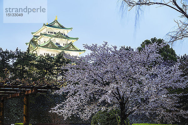 Kirschblüte am Schloss Nagoya  Nagoya  Präfektur Aichi  Honshu  Japan  Asien