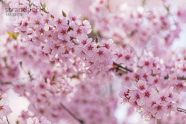 Kirschblüte  Takato  Präfektur Nagano  Honshu  Japan  Asien