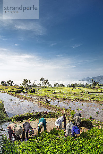 Reisbauern in Reisfeldern  Tana Toraja  Sulawesi  Indonesien  Südostasien  Asien