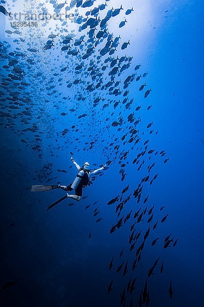 Taucher beim Schwimmen mit Fischschwarm  Revillagigedo-Inseln  Socorro  Baja California  Mexiko