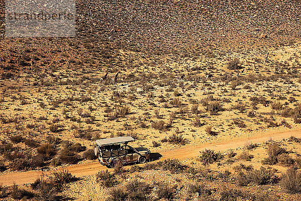 Touristisches Geländefahrzeug  das Giraffen und Zebras folgt  die durch eine trockene Landschaft rennen  Luftaufnahme  Kapstadt  Westkap  Südafrika