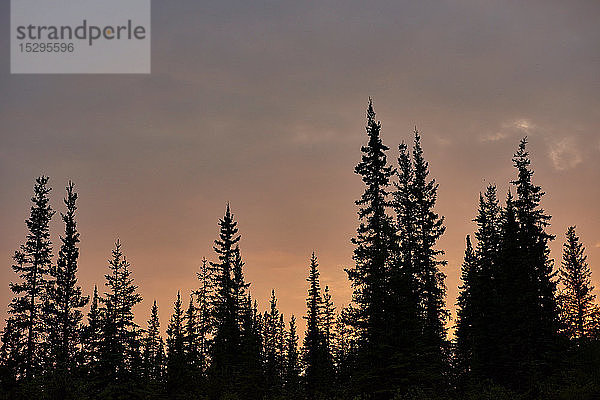 Scherenschnittbäume auf dem Land  Huhn  Alaska  Vereinigte Staaten