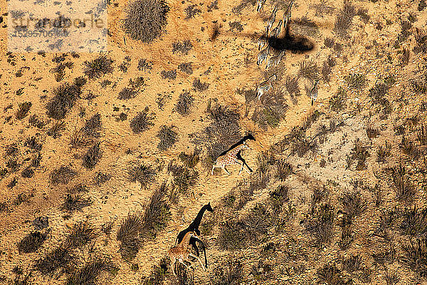 Giraffen und Zebras rennen durch die trockene Landschaft  Luftaufnahme  Kapstadt  Westkap  Südafrika