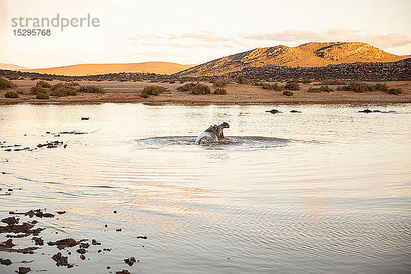 Flusspferd an einer Wasserstelle  Kapstadt  Westkap  Südafrika