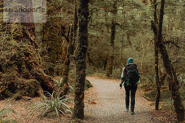 Wanderer erkundet Wald  Queenstown  Canterbury  Neuseeland
