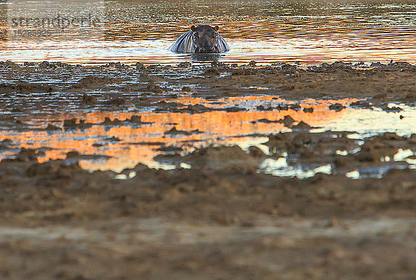 Nilpferd in schlammiger Wasserstelle  Tierportrait  Kapstadt  Westkap  Südafrika