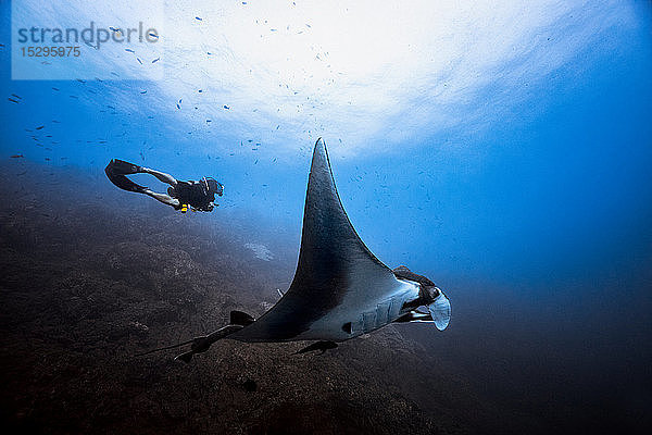 Riesiger ozeanisch-pazifischer Mantarochen gleitet durch männliche Taucher  Revillagigedo-Inseln  Socorro  Baja Kalifornien  Mexiko