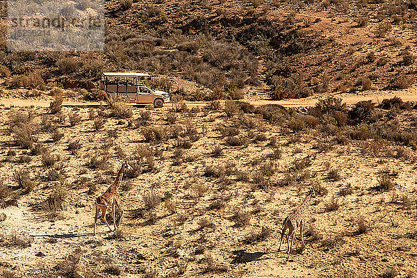 Touristisches Geländefahrzeug zur Beobachtung von Giraffen in trockener Landschaft  erhöhte Ansicht  Kapstadt  Westkap  Südafrika