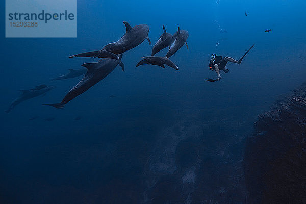 Mensch taucht mit Delfinen  Revillagigedo-Inseln  Socorro  Baja California  Mexiko