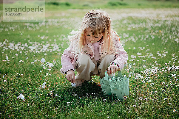 Süßes Mädchen im Feld mit Korb beim Pflücken von Blütenblättern  Arezzo  Toskana  Italien