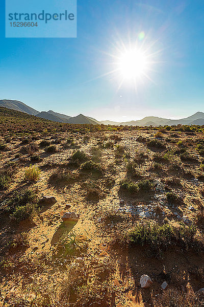 Heißer sonniger Tag im Naturschutzgebiet  Kapstadt  Westkap  Südafrika