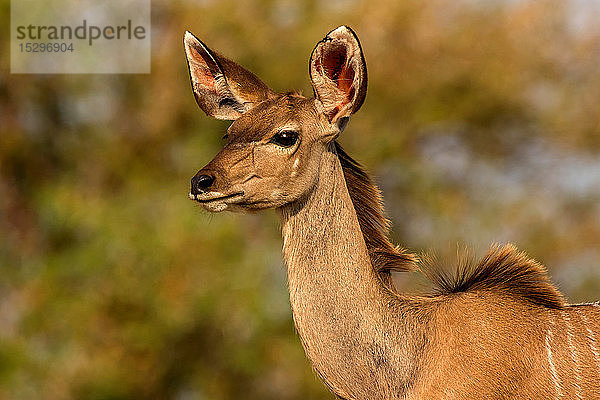 Kudu  Seitenansicht von Kopf und Schulter  Krüger-Nationalpark  Südafrika