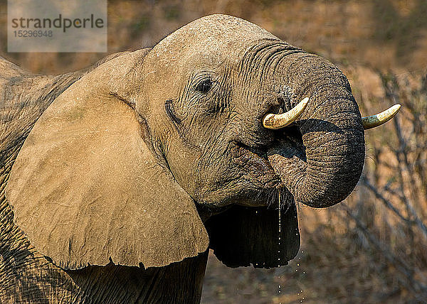Afrikanischer Elefant beim Trinken  Seitenansicht  Krüger-Nationalpark  Südafrika