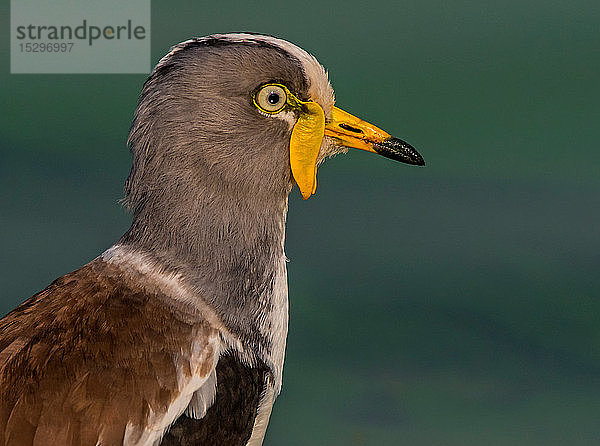 Weißscheitelkiebitz  Seitenansicht aus der Nähe  Krüger-Nationalpark  Südafrika