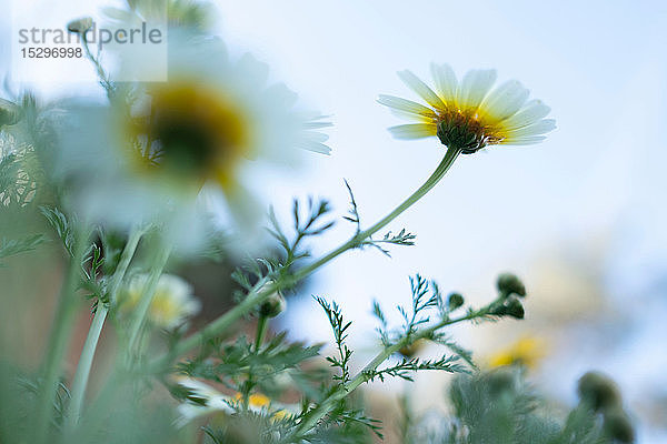 Blühende weiße Blumen im Frühling