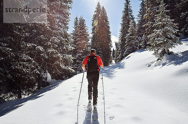 Schneeschuhwandern eines erwachsenen Mannes im verschneiten Bergwald  Rückansicht  Steiermark  Tirol  Österreich