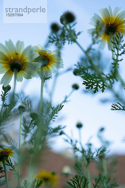 Blühende weiße Blumen im Frühling