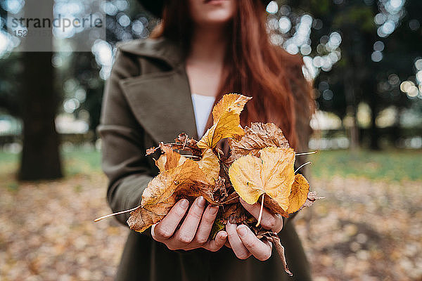 Junge Frau hält Herbstblätter im Park  Nahaufnahme der Hände