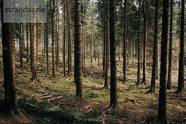 Wald  Trossachs-Nationalpark  Schottland
