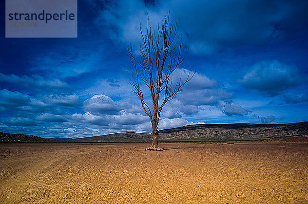 Einsamer kahler Baum vor blauem  bewölktem Himmel  Kapstadt  Westkap  Südafrika