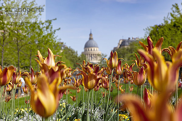 Tulpen im Jardin du Luxembourg  Pantheon im Hintergrund  Paris  Frankreich