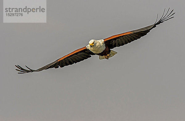 Afrikanischer Fischadler im Flug  Frontansicht  Krüger-Nationalpark  Südafrika