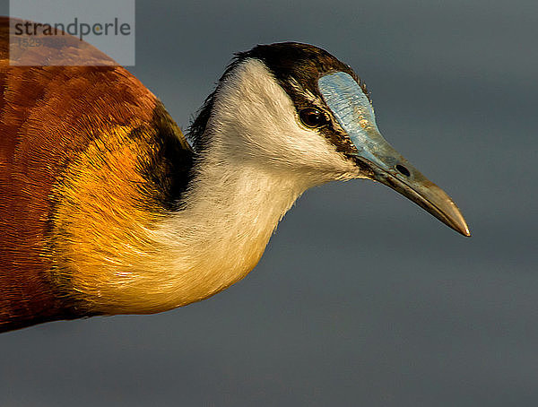 Afrikanische Jacana im See  Seitenansicht aus der Nähe  Krüger-Nationalpark  Südafrika