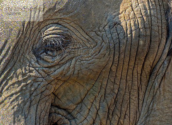 Afrikanischer Elefant  Vollformat-Nahaufnahme des Gesichts  Krüger-Nationalpark  Südafrika