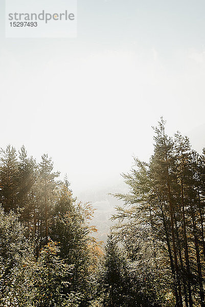 Baumkronen und Nebel dahinter  erhöhte Ansicht  Hallstatt  Oberösterreich