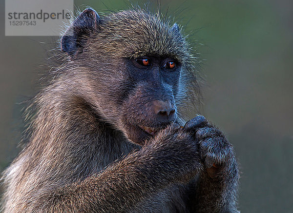 Chacma-Pavian  Nahaufnahme-Porträt  Krüger-Nationalpark  Südafrika