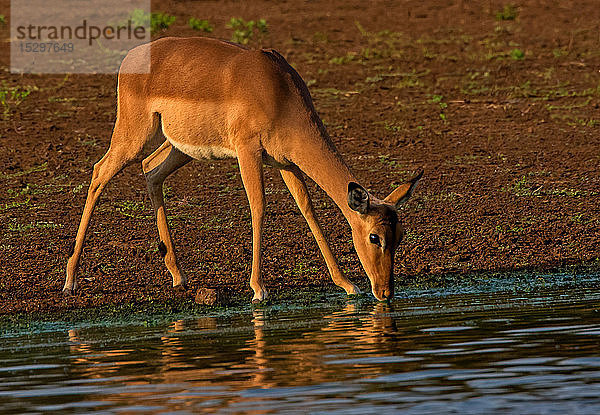 Impala-Trinken am Wasserloch  Seitenansicht  Krüger-Nationalpark  Südafrika
