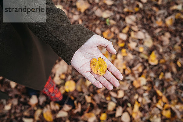Junge Frau hält Herbstblatt im Park  Blick von oben auf die Hand